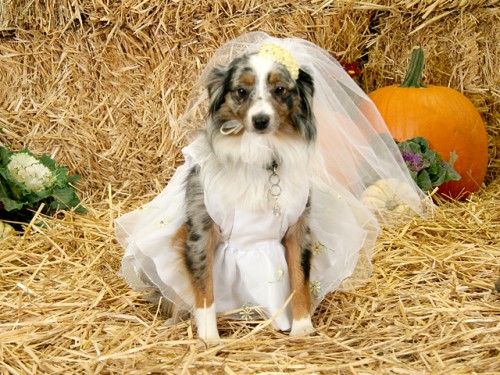 Maggie's Beautiful Bride Halloween Costume Design Instructions